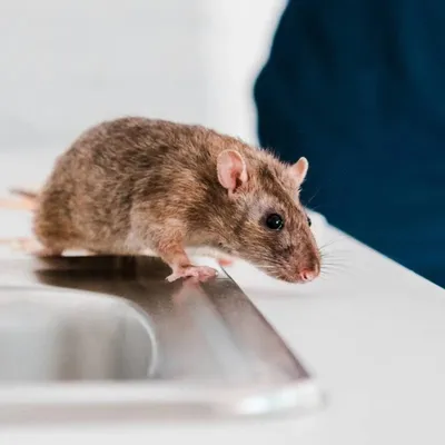 Dératisation Paris - élimination des rats et rongeurs