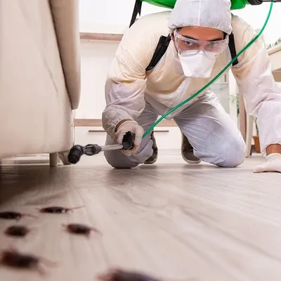 Désinsectisation Paris - traitement contre les cafards et insectes