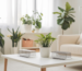 Salon minimaliste et lumineux avec plantes et décoration moderne, mettant en avant des pièges à cafard esthétiques pour une maison propre et saine.